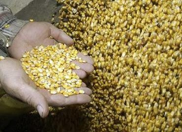 Alimentos: silencioso asesinato en masa en países en desarrollo