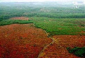 Bosques, agrocombustibles y las políticas del hambre