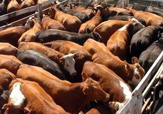Gremio de la carne dice que peligran 5.800 puestos si no se hace cumplir Ley de Reinspección Higiénica Sanitaria