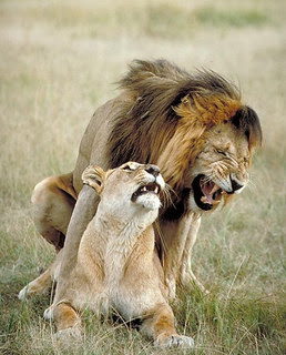 Mendoza en cifras: leones, ansiolíticos, chorros, etc.
