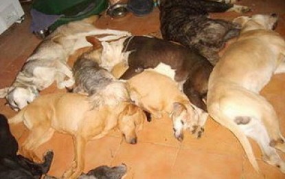 Matanza de perras: Malargüe ante una posible condena internacional