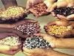 Argentina: Por un lugar para la agricultura familiar dentro del INTA