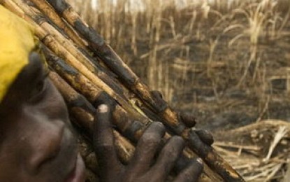 Una novela denuncia la moderna “esclavitud” de los campos de caña de azúcar