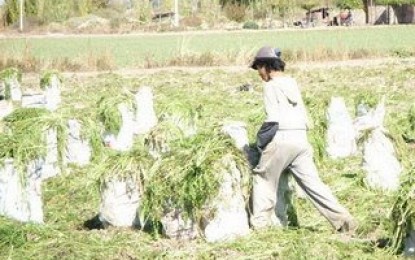 Se infiltró en una finca y filmó cómo reclutan niños chicos para pelar ajos
