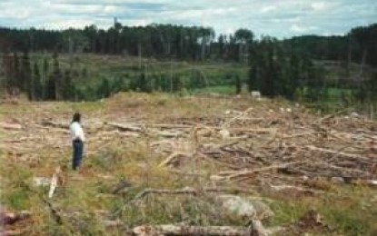 Protección de bosques: derechos de todos o beneficio para unos pocos