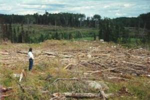 Protección de bosques: derechos de todos o beneficio para unos pocos
