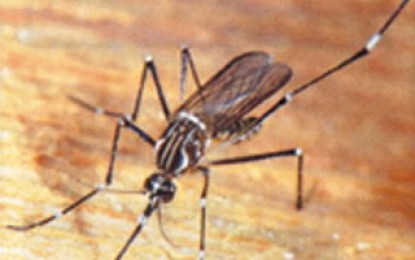 Dengue: sigue en auge la enfermedad de los pobres