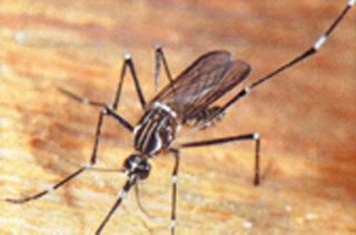 Dengue: sigue en auge la enfermedad de los pobres