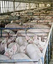 Demasiada influenza