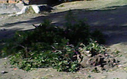 San Francisco de Asís, “Patrono de la Ecología”