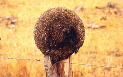 La fábula de los tordos y el hornero