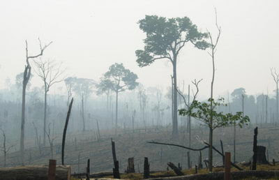 La amazonia brasileña en el umbral de una nueva era
