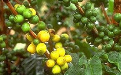 Fama de América y Café Madrid desvirtúan funcionamiento del sistema cafetalero venezolano