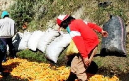 Detectan trabajo infantil en zona este