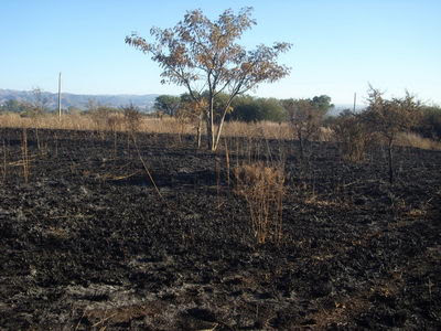 Movilización para el tratamiento y aprobación de la ley de ordenamiento territorial de bosques nativos
