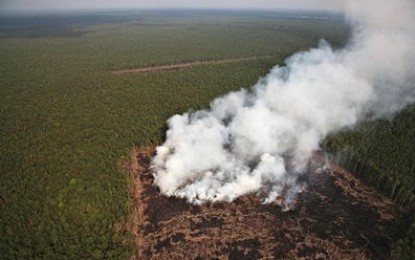 El bosque indonesio sacrificado