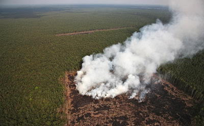 El bosque indonesio sacrificado