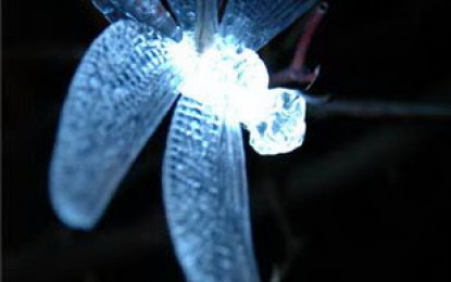 Bichito de luz