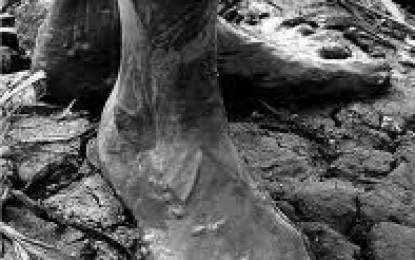Los pies en el barro