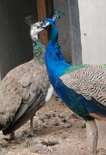 Una monarquía arcaica que embelesa y una OTAN de crimen organizado