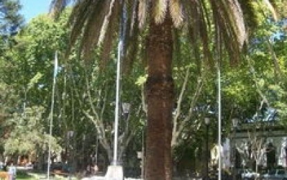 Nota de artistas por árboles en Plaza San Martín de San Rafael