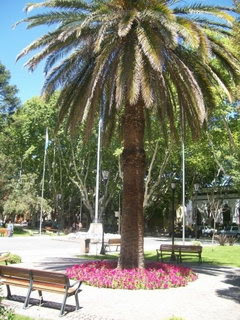 Nota de artistas por árboles en Plaza San Martín de San Rafael