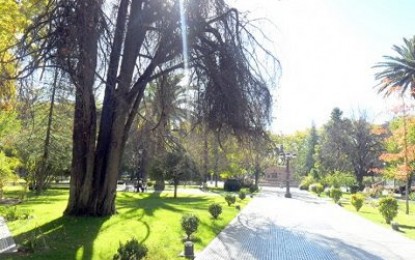 San Rafael: nueva voz, por tema de los árboles de la plaza San Martín