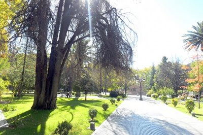 San Rafael: nueva voz, por tema de los árboles de la plaza San Martín