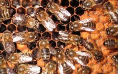 Se constituyó el consorcio de exportación de pequeños apicultores de Cuyo