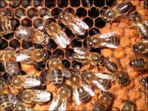 Se constituyó el consorcio de exportación de pequeños apicultores de Cuyo