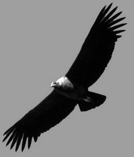 Fauna nativa: el cóndor*