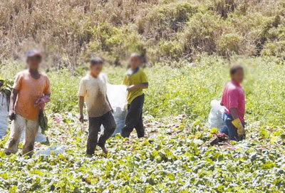 Nuevas formas de ocultamiento de trabajo infantil puertas adentro