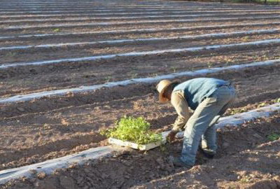 Mendoza crea banca rural