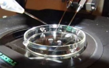Código Civil: El embrión «in vitro» no es persona