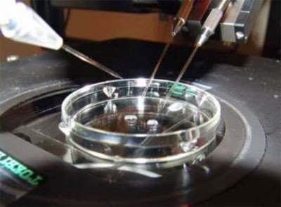 Código Civil: El embrión «in vitro» no es persona