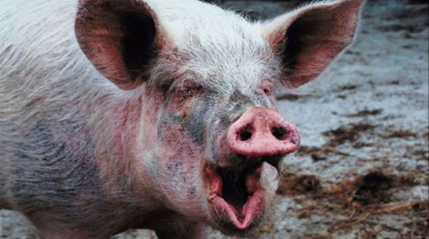 La culpa no es del chancho