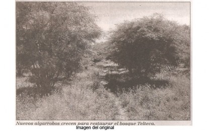 El algarrobo: uno de nuestros pocos árboles nativos