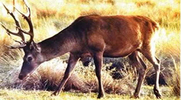 Gobierno de Mendoza anuló el permiso de cazar ciervos