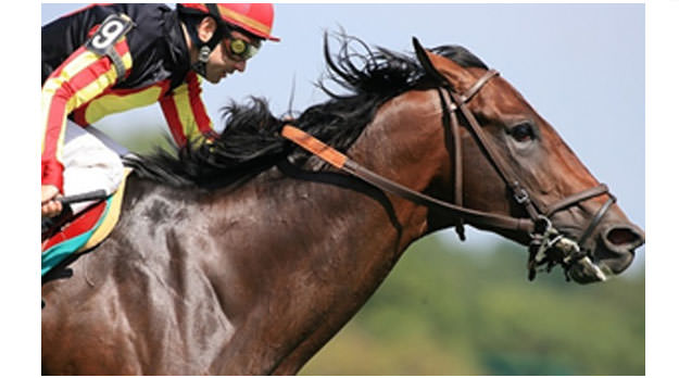 El triste destino de los caballitos argentinos