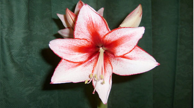 Días de risas y vino