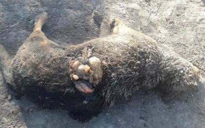 Veintiún perros fueron muertos en el Parque Metropolitano de Maipú