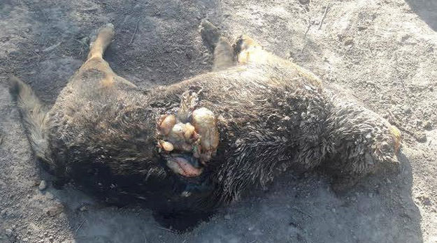 Veintiún perros fueron muertos en el Parque Metropolitano de Maipú