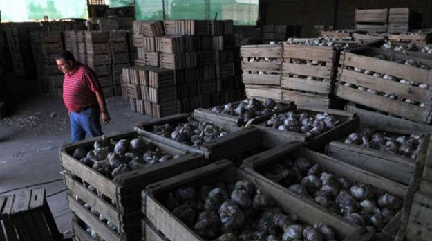 Denuncian falsas inspecciones en una empacadora y exportadora de ajos