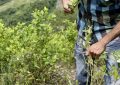 La agonía del campesino cocalero en Colombia
