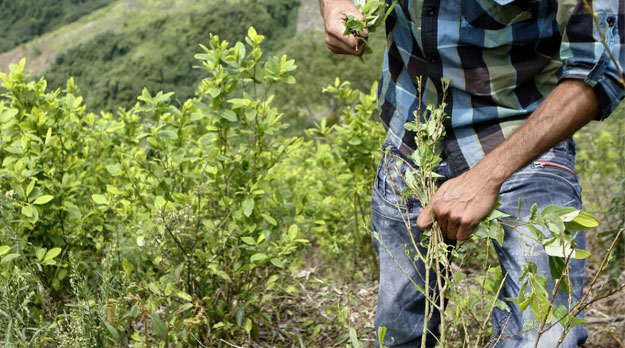 La agonía del campesino cocalero en Colombia