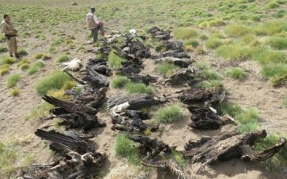 Matanza de cóndores: ¿Quiénes son los responsables? ¿Puesteros, terratenientes o gobierno?