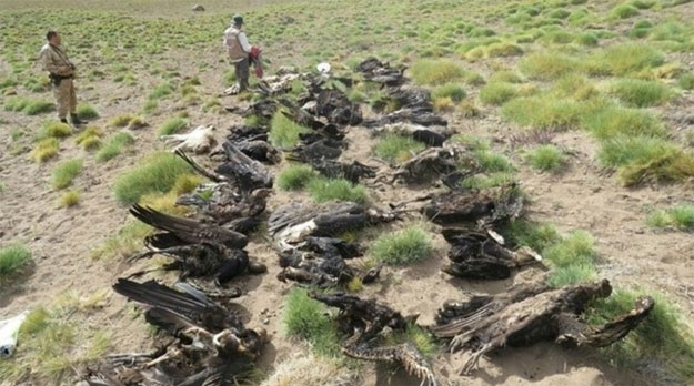 Matanza de cóndores: ¿Quiénes son los responsables? ¿Puesteros, terratenientes o gobierno?