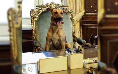 En el nombre del perro: notas para una psicología del cambio