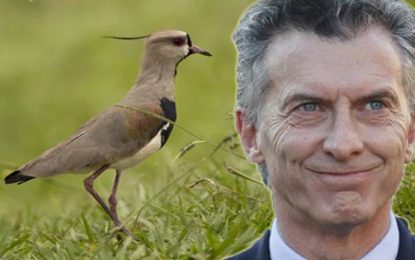 El macrismo y la táctica del tero