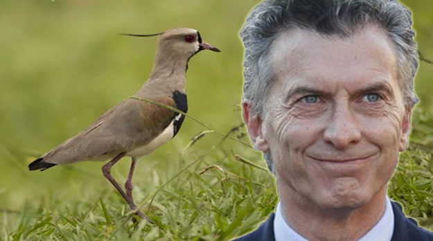 El macrismo y la táctica del tero